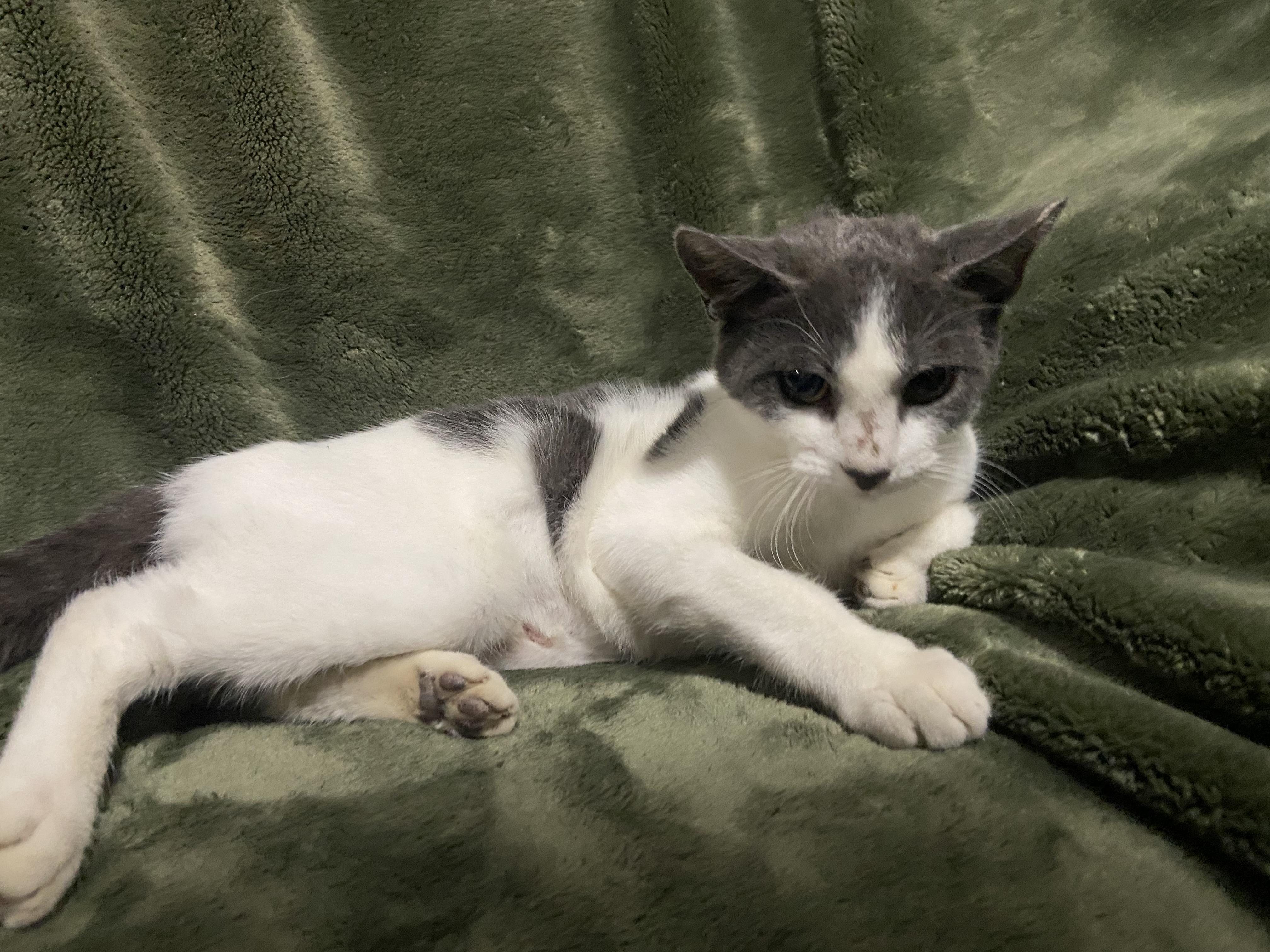 Enlarge Becky, a Adoptable Domestic Short Hair in Waveland, IN image 2/6