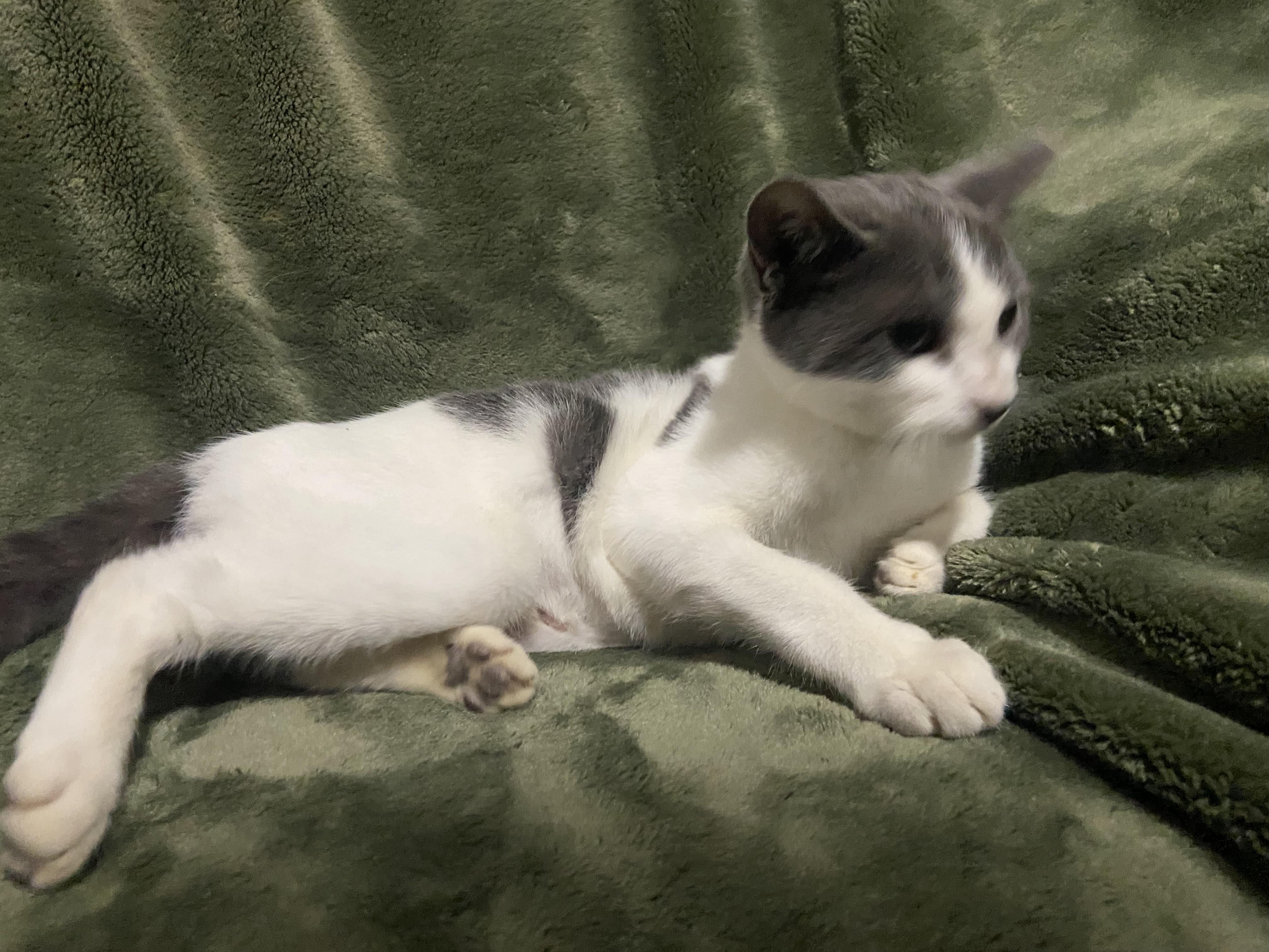 Enlarge Becky, a Adoptable Domestic Short Hair in Waveland, IN image 3/6