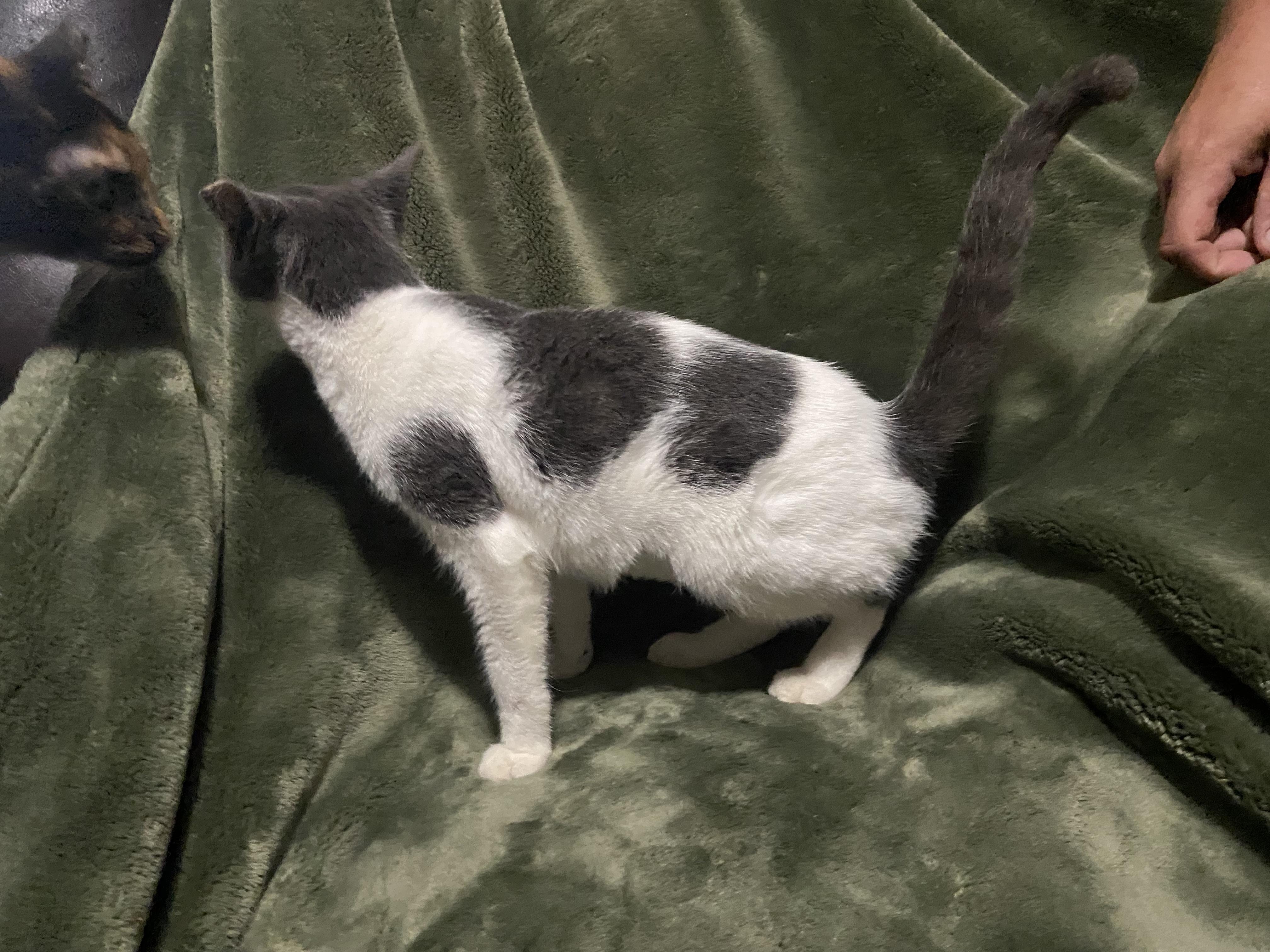 Enlarge Becky, a Adoptable Domestic Short Hair in Waveland, IN image 4/6