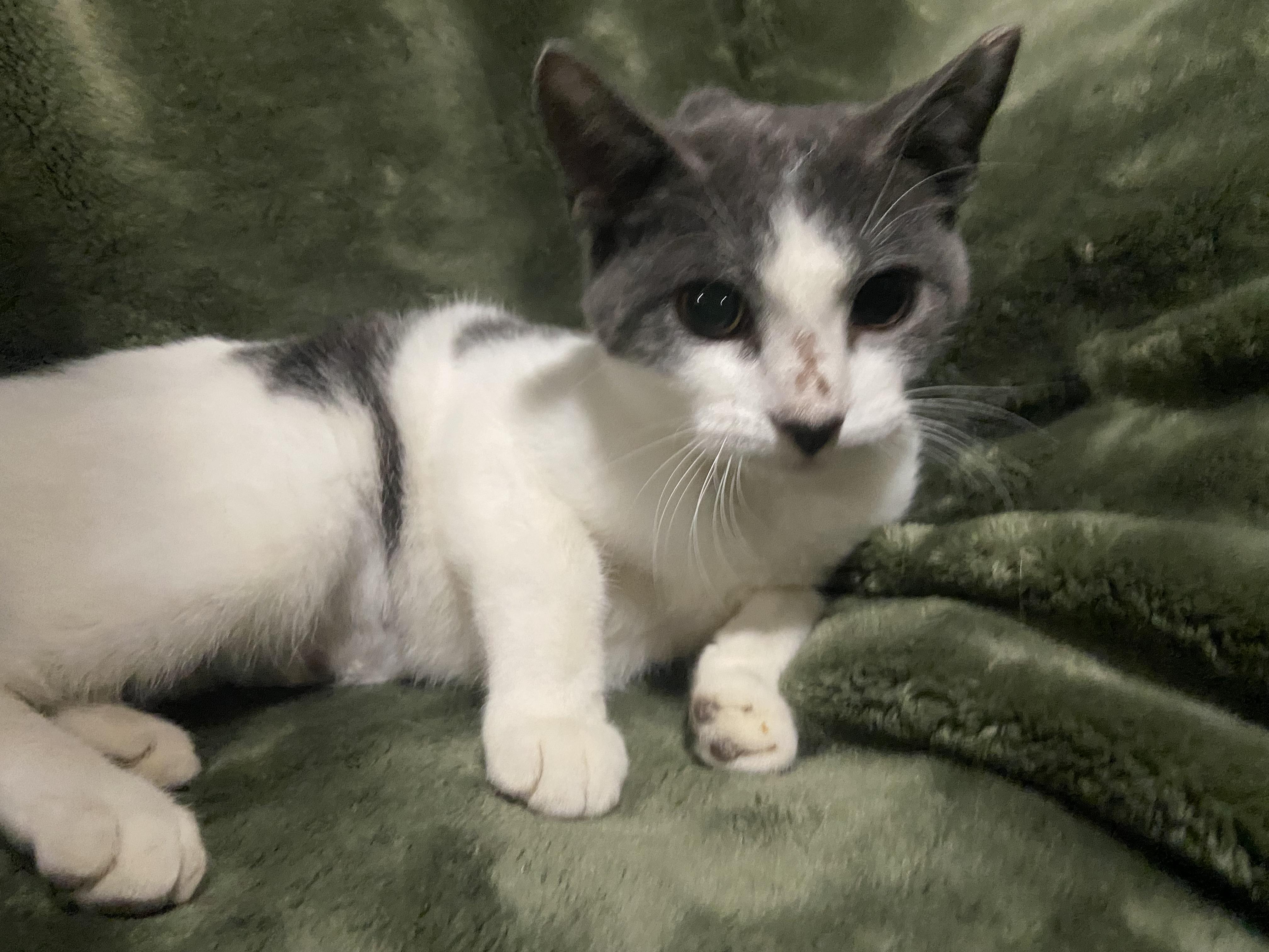 Enlarge Becky, a Adoptable Domestic Short Hair in Waveland, IN image 5/6