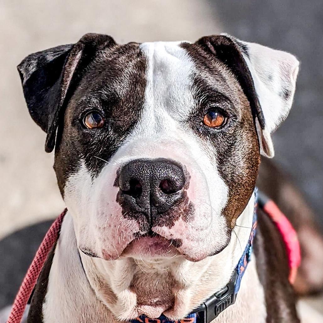 Jax, Adoptable, Senior Male Pit Bull Terrier.