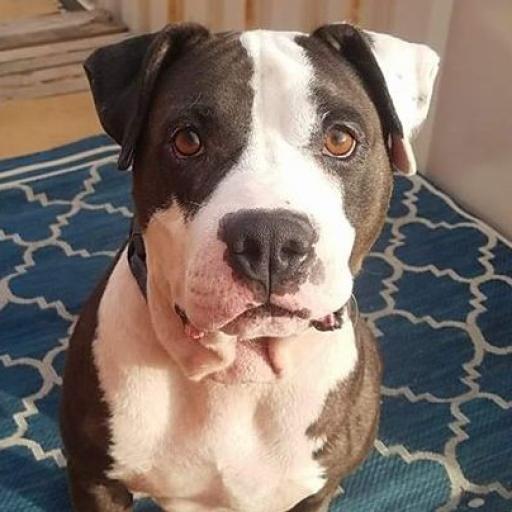 Enlarge Jax, a Adoptable Pit Bull Terrier in Wichita, KS image 2/5