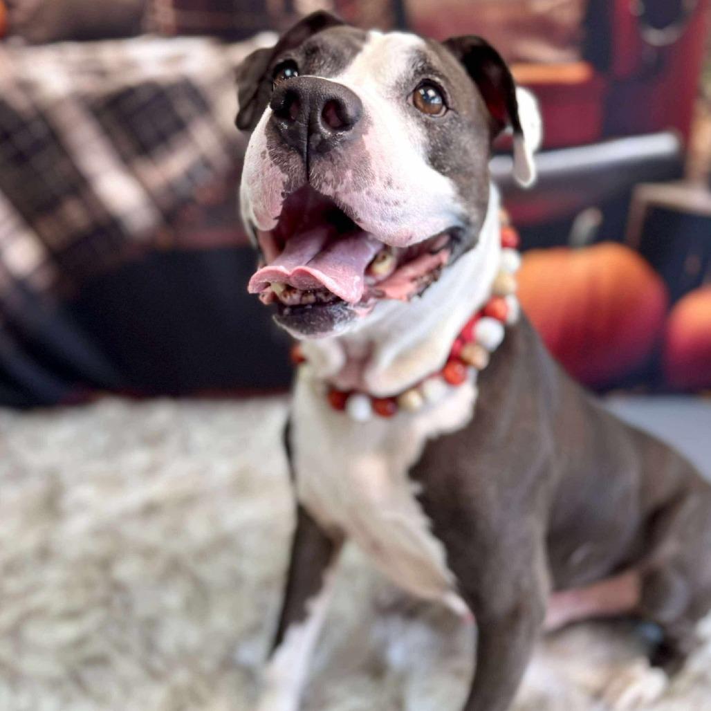 Enlarge Jax, a Adoptable Pit Bull Terrier in Wichita, KS image 3/5