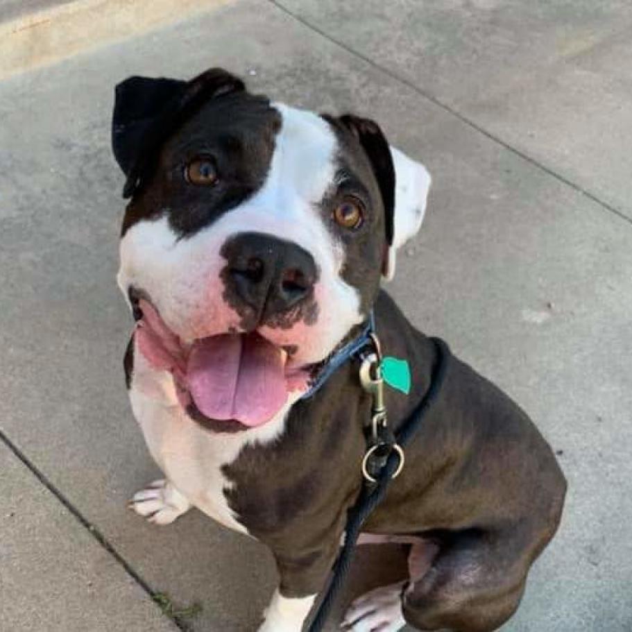 Enlarge Jax, a Adoptable Pit Bull Terrier in Wichita, KS image 3/5