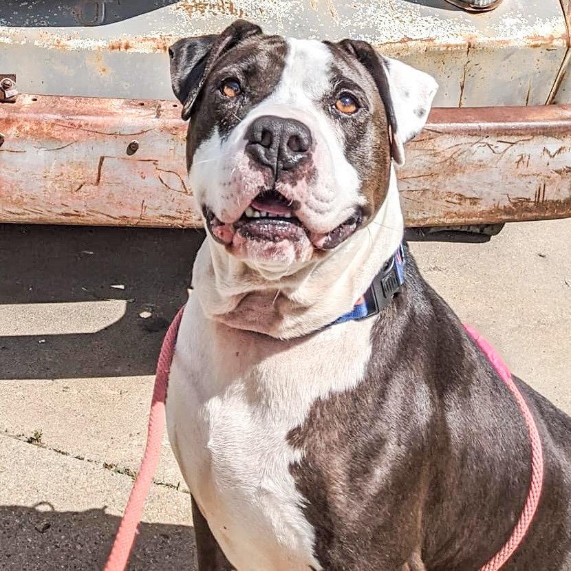 Enlarge Jax, a Adoptable Pit Bull Terrier in Wichita, KS image 4/5