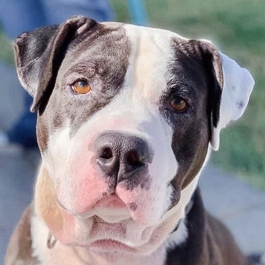 Enlarge Jax, a Adoptable Pit Bull Terrier in Wichita, KS image 5/5