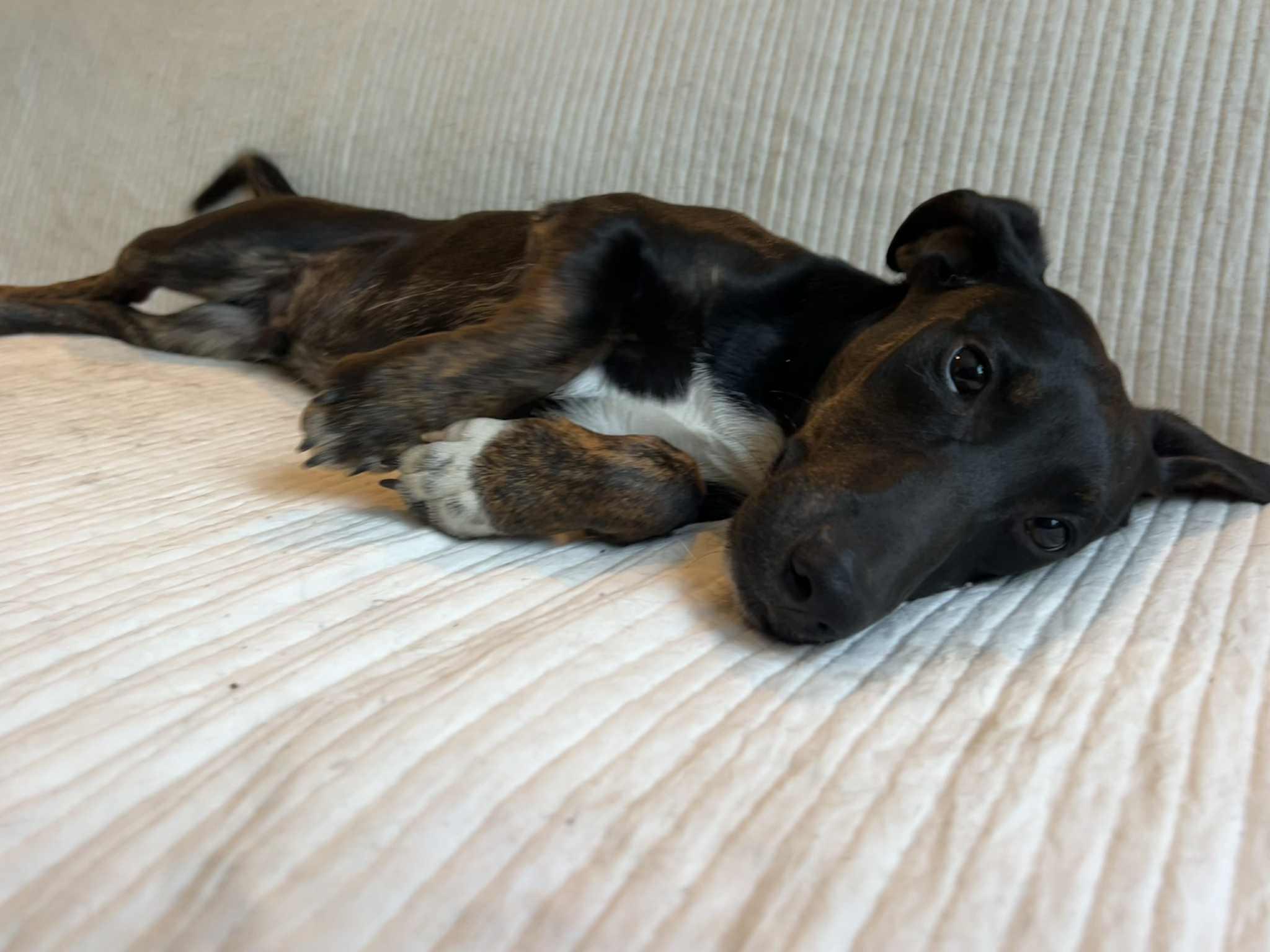 Noah, Adopted, Puppy Male Hound & Basset Hound.