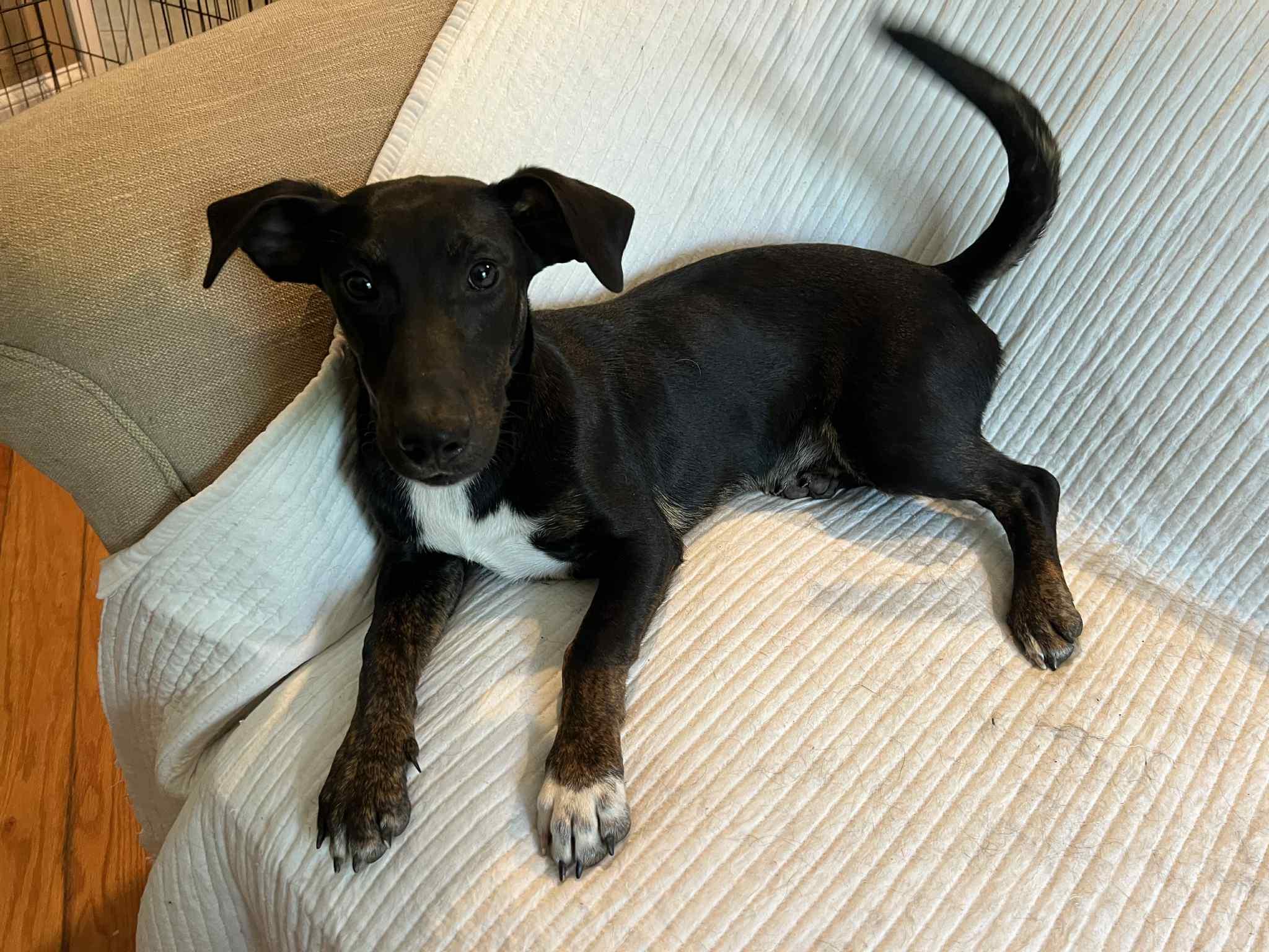 Noah, a Adopted mixed breed in Moosup, CT image 2/6