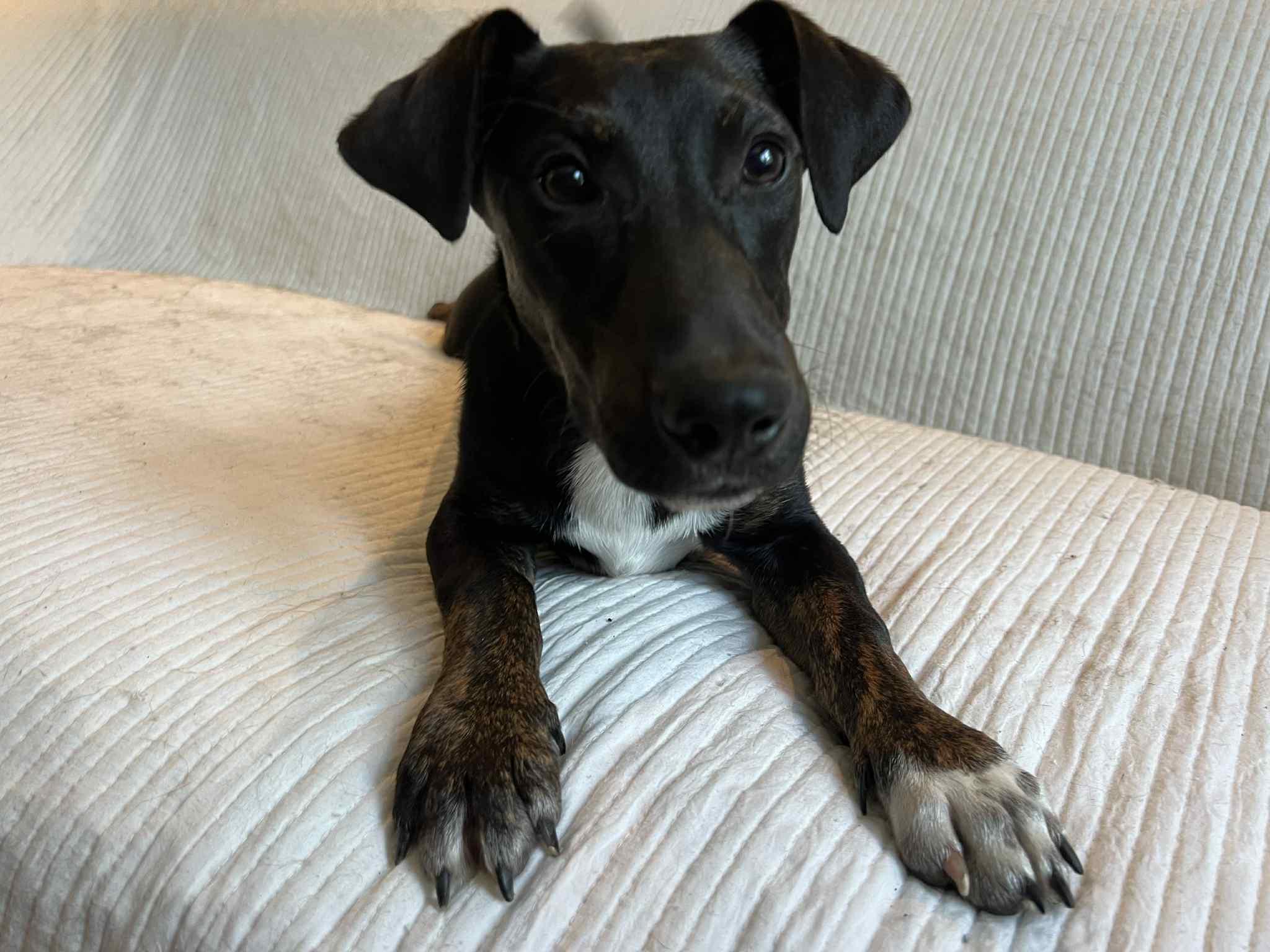 Noah, a Adopted mixed breed in Moosup, CT image 3/6