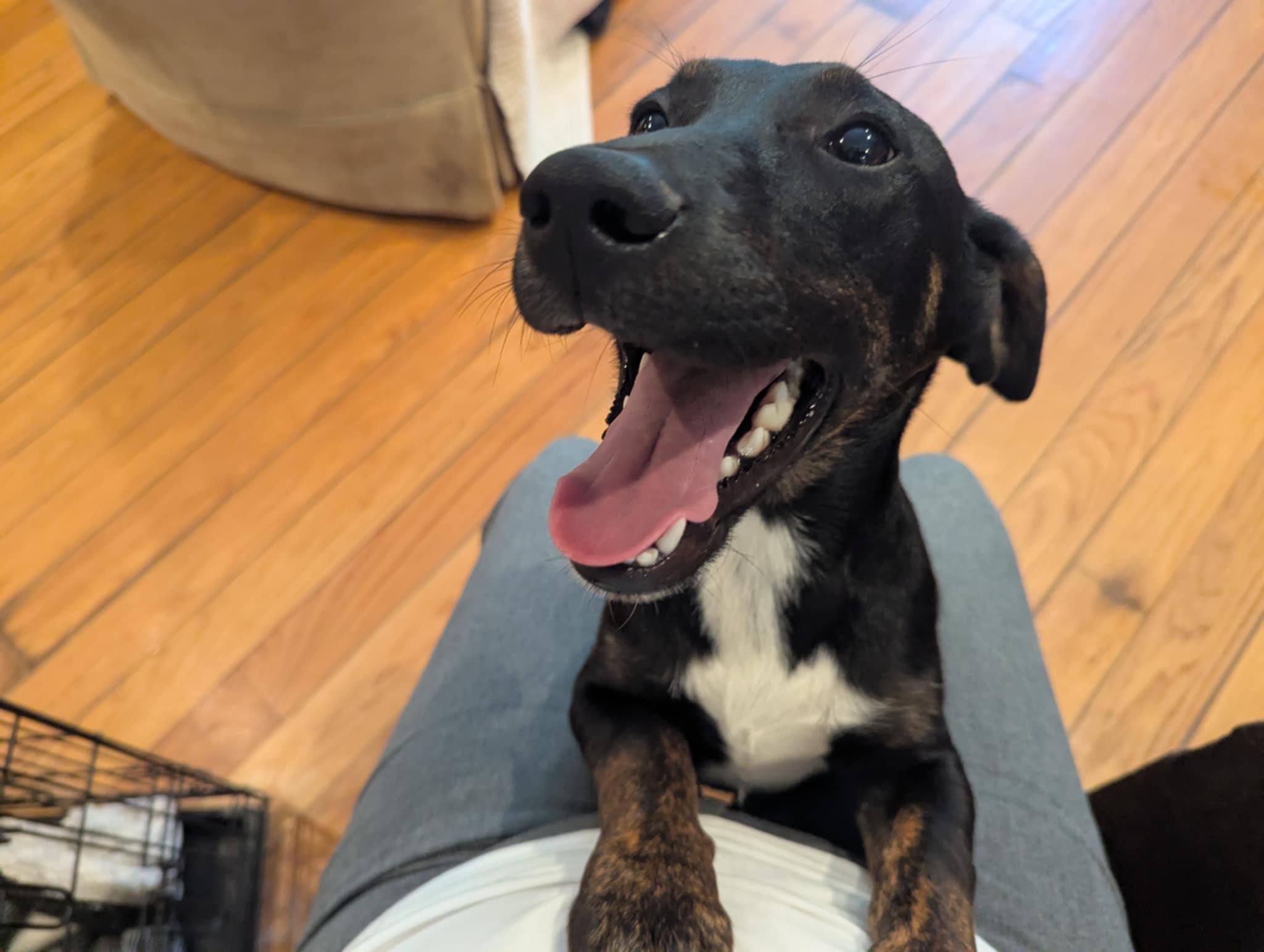 Noah, a Adopted mixed breed in Moosup, CT image 4/6