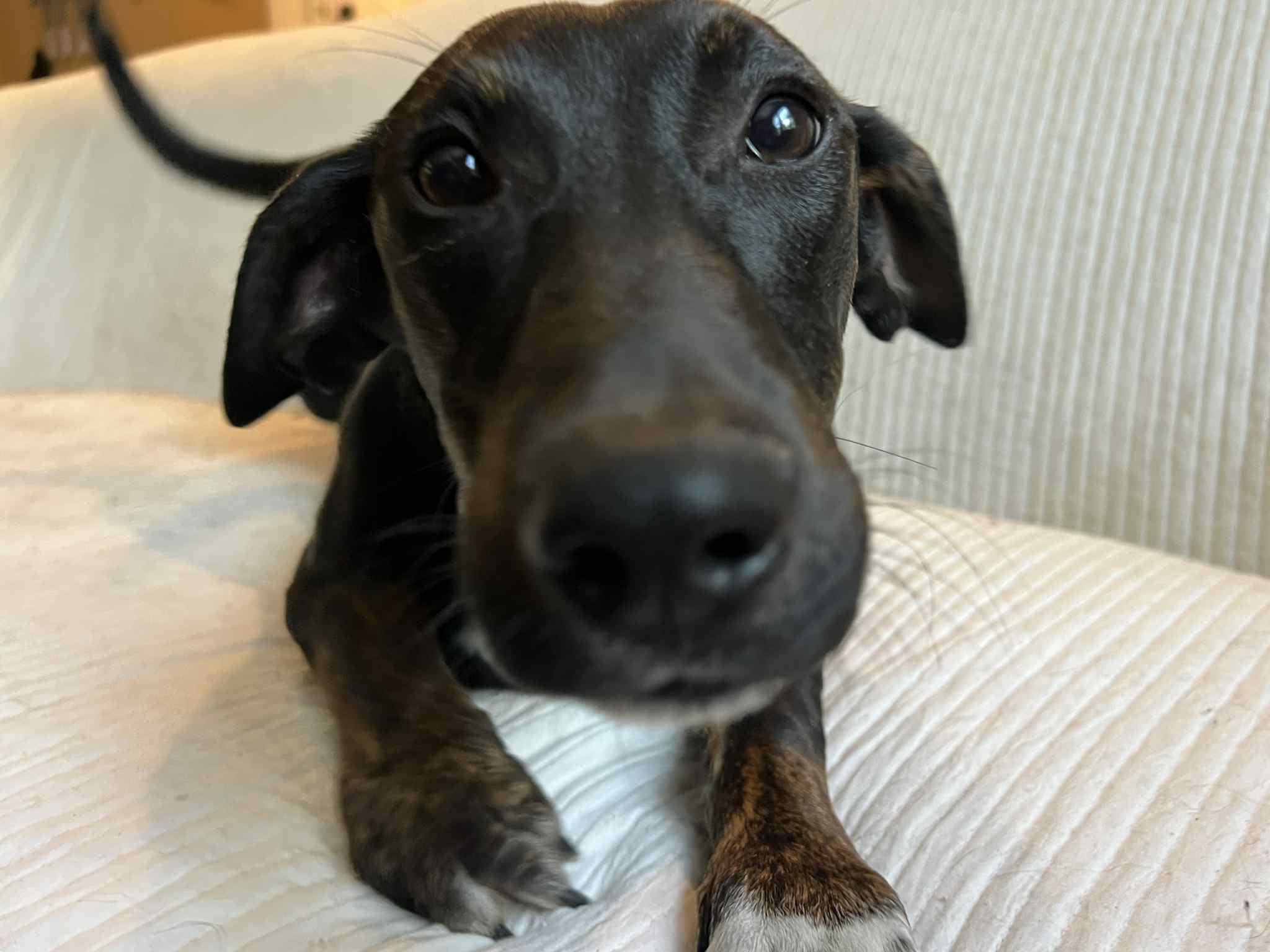 Noah, a Adopted mixed breed in Moosup, CT image 5/6