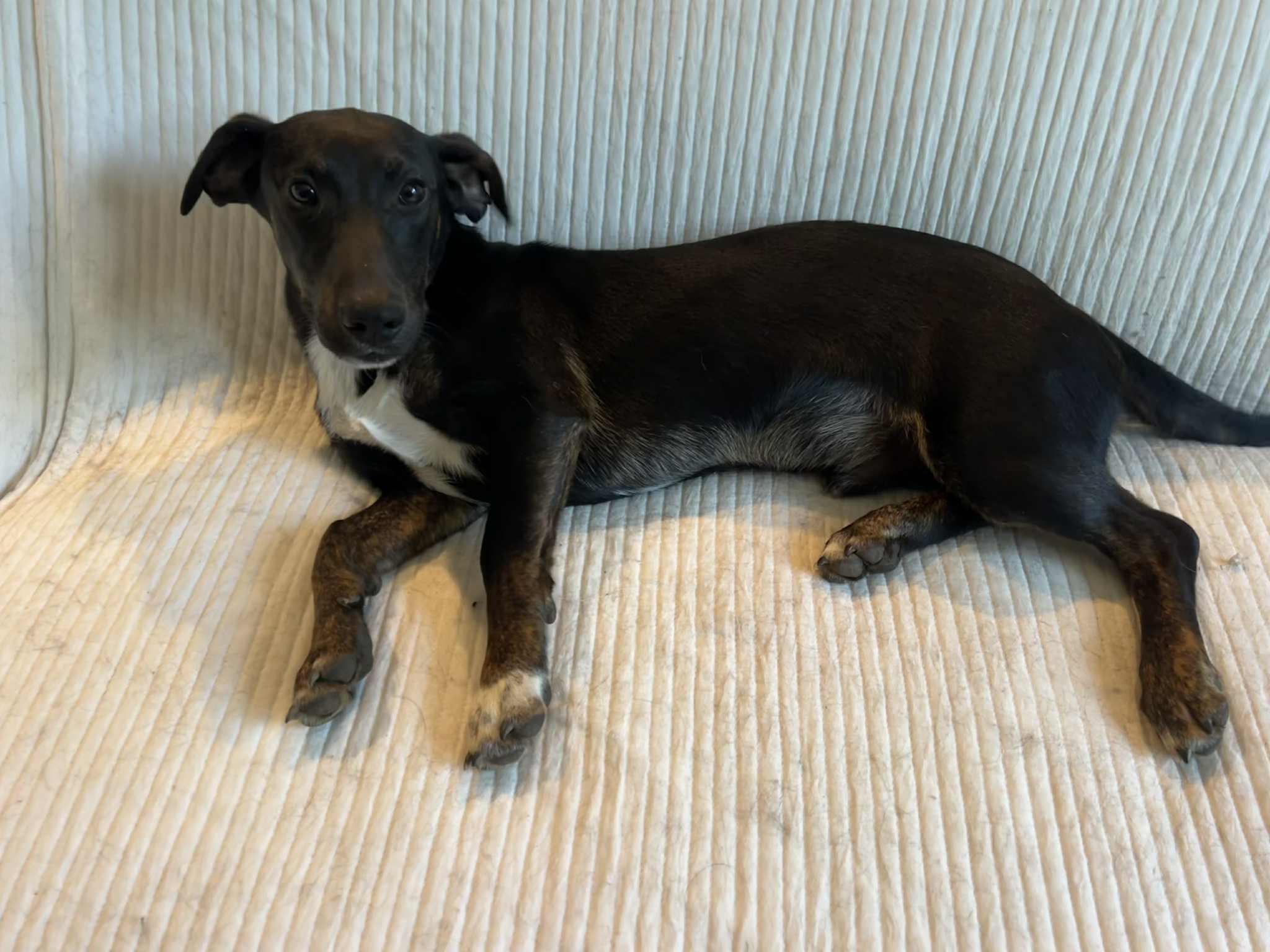 Noah, a Adopted mixed breed in Moosup, CT image 6/6