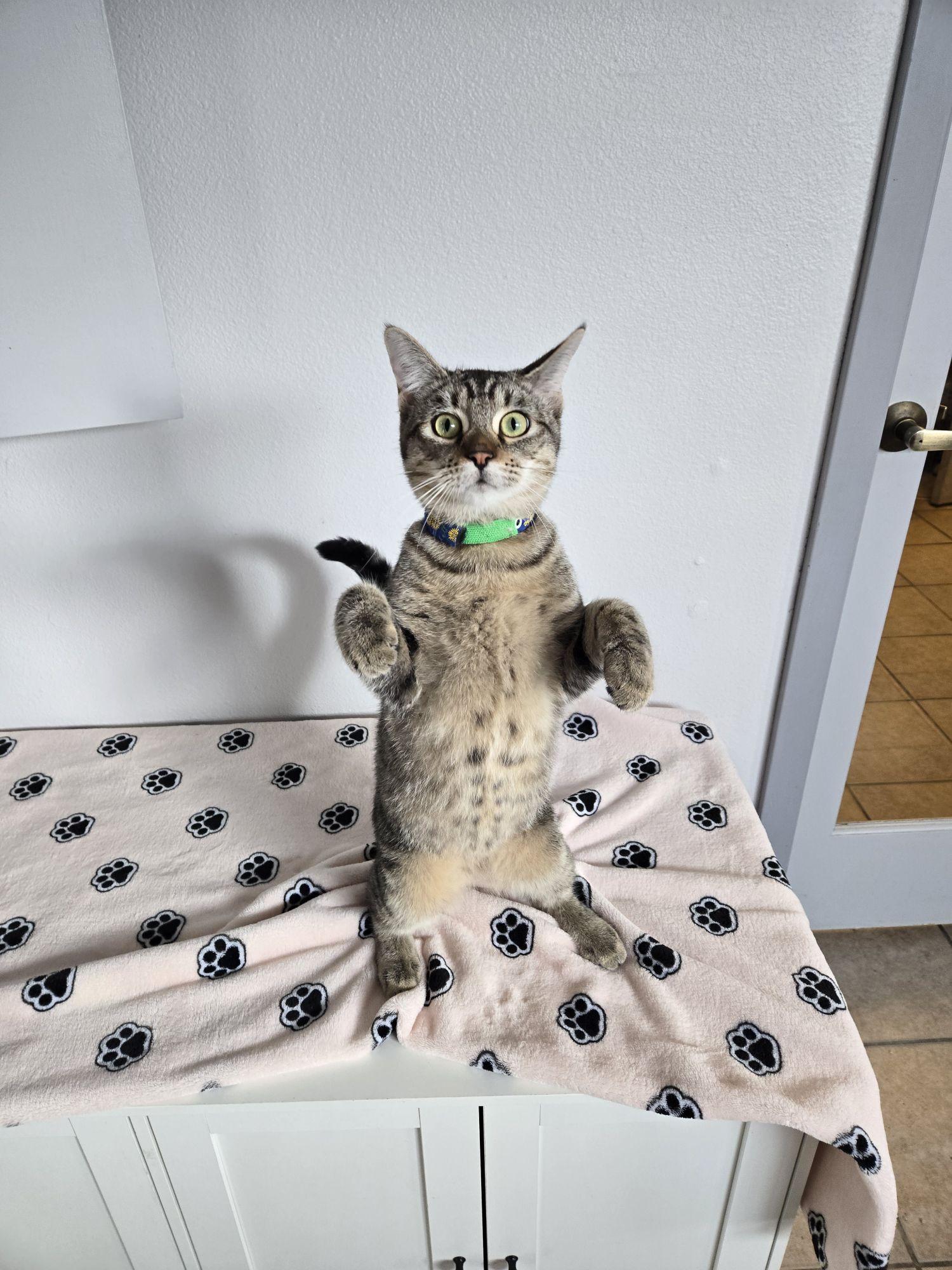 Tots, Adoptable, Young Male Domestic Short Hair.