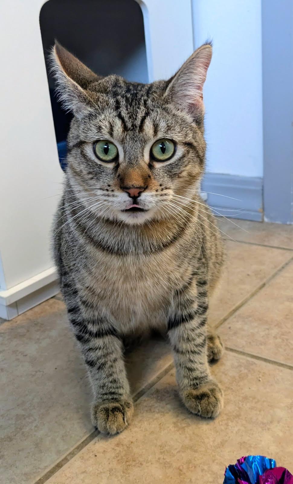 Tots, an adopted mixed breed in Eureka, CA image 2/4