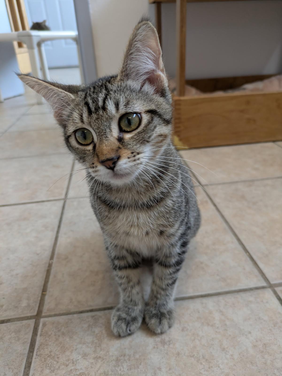 Tots, an adoptable Domestic Short Hair in Eureka, CA, 95501 | Photo Image 1