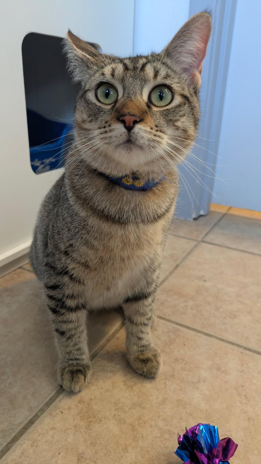 Tots, an adopted mixed breed in Eureka, CA image 4/4