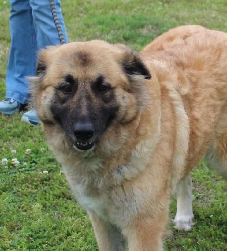 PEARL, ADOPTABLE, Adult Female Collie & German Shepherd Dog.