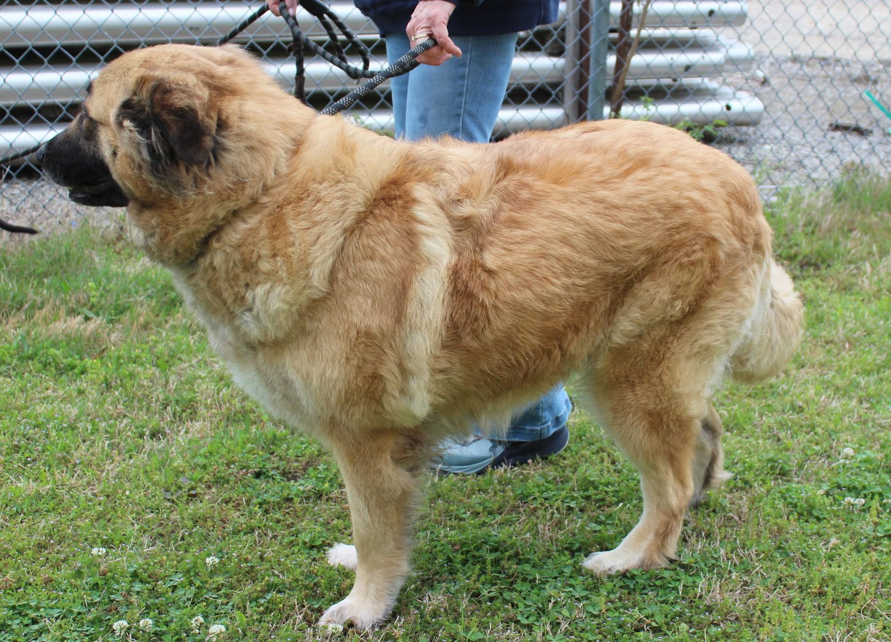 Enlarge PEARL, a ADOPTABLE mixed breed in Claremore, OK image 2/2