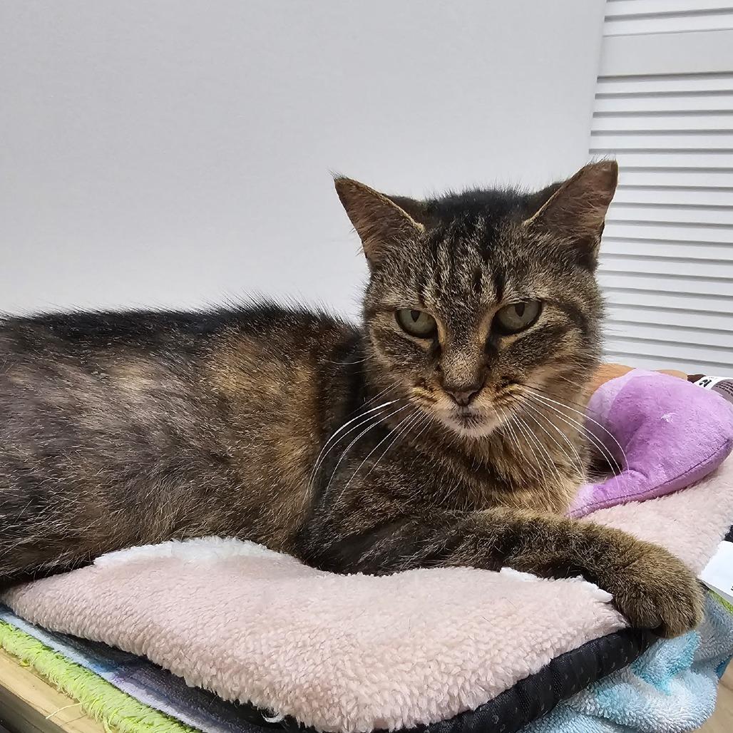 Enlarge Izzy, a Adoptable Domestic Short Hair in Boston, MA image 1/1