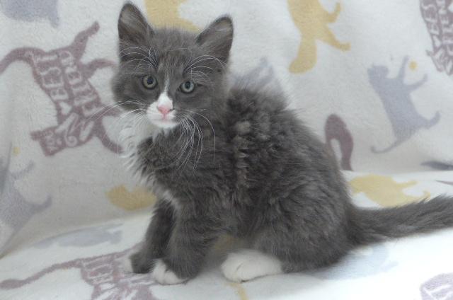 Enlarge Kipper, a ADOPTABLE mixed breed in Eureka, CA image 1/4