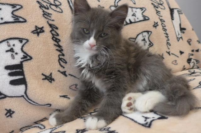 Enlarge Kipper, a ADOPTABLE mixed breed in Eureka, CA image 3/4