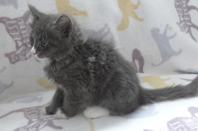 Enlarge Kipper, a ADOPTABLE mixed breed in Eureka, CA image 2/4