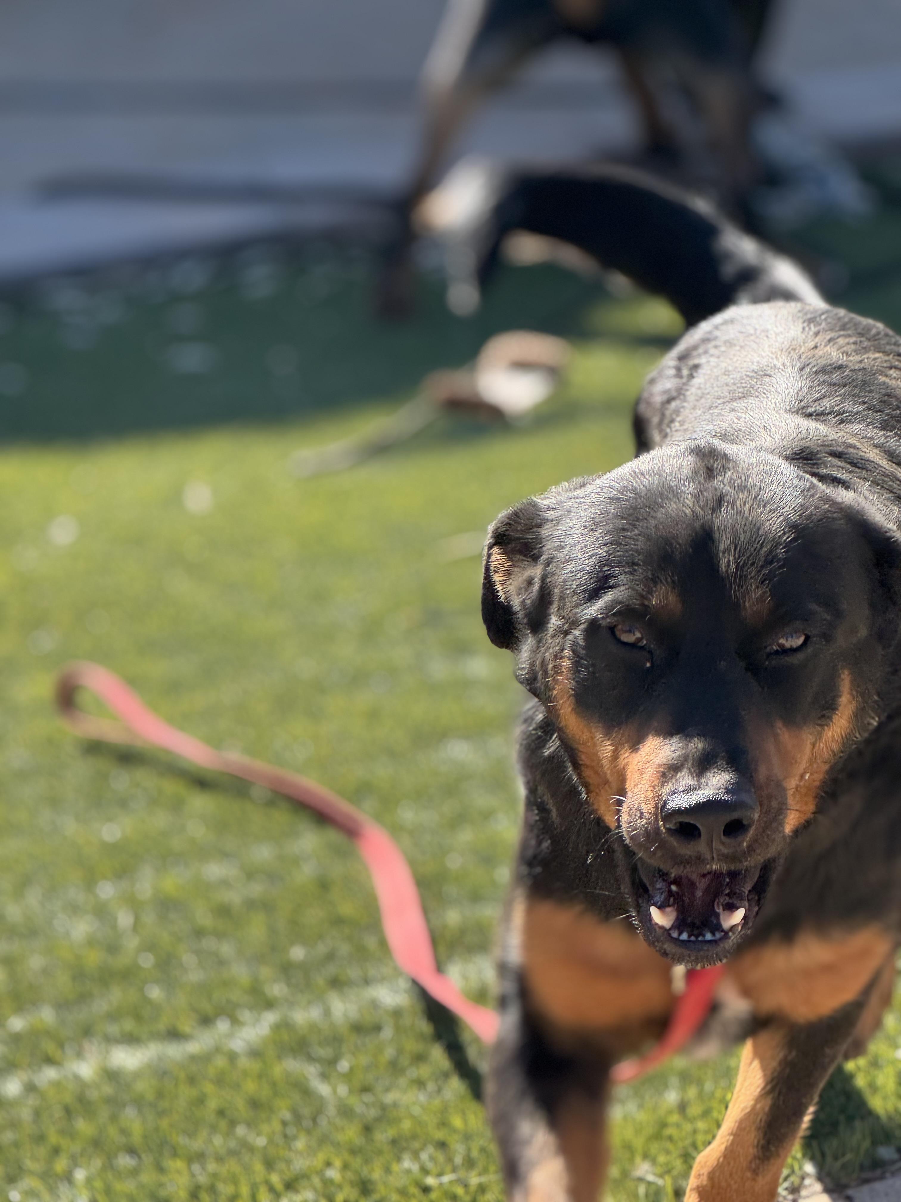 Enlarge Goose, a Adoptable mixed breed in Ramona, CA image 1/1