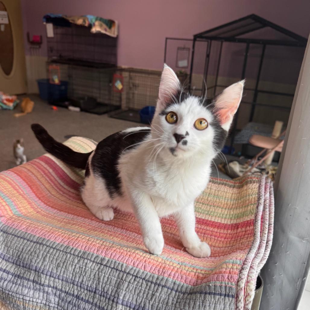 Spicy Nacho, Adoptable, Kitten Male Domestic Medium Hair.