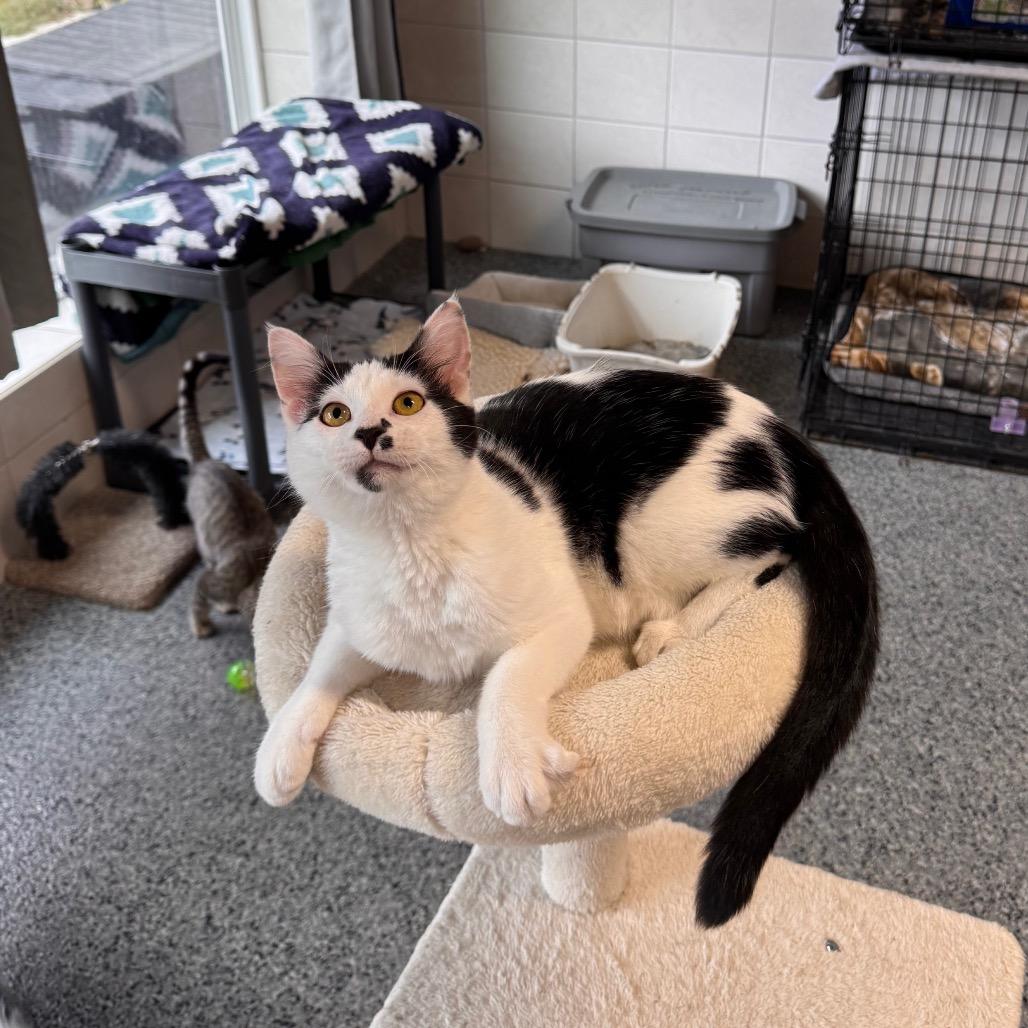 Enlarge Spicy Nacho, a Adoptable Domestic Medium Hair in Mondovi, WI image 2/4