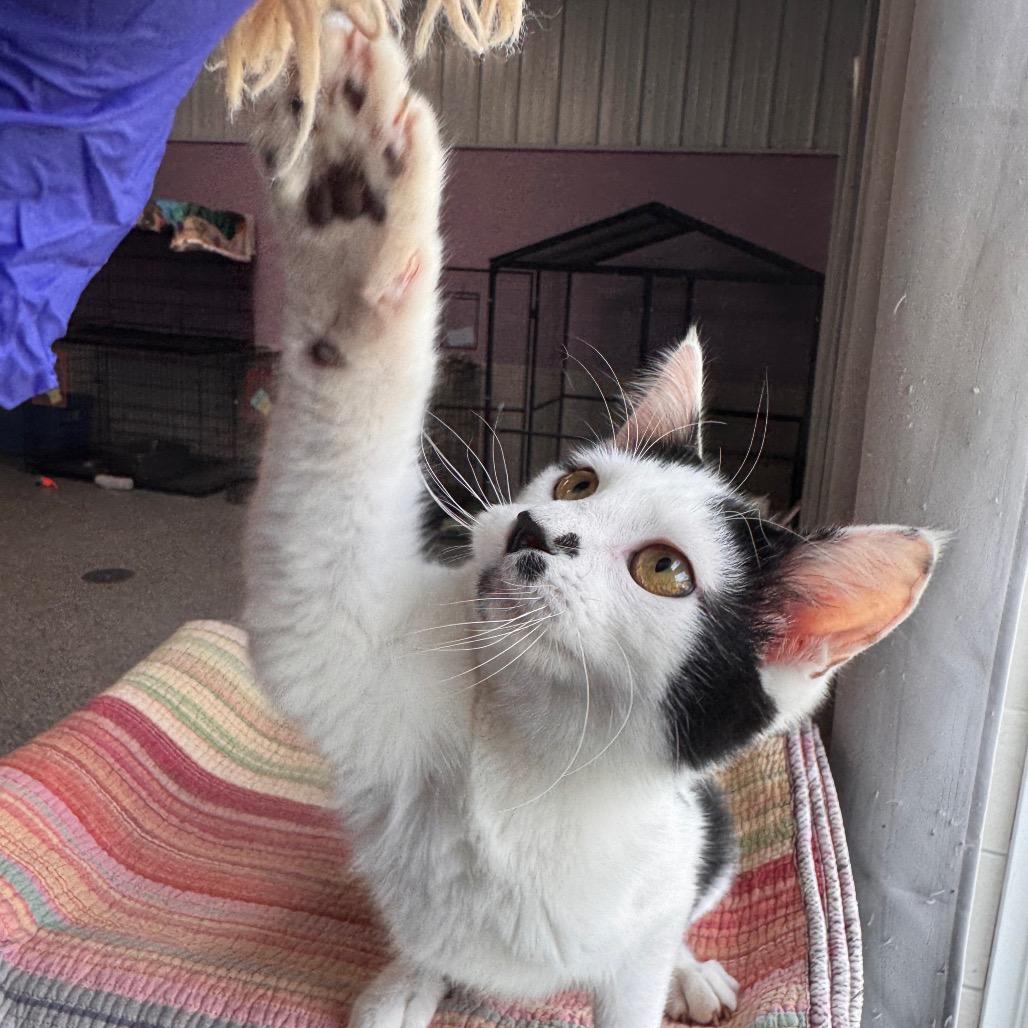 Enlarge Spicy Nacho, a Adoptable Domestic Medium Hair in Mondovi, WI image 3/4