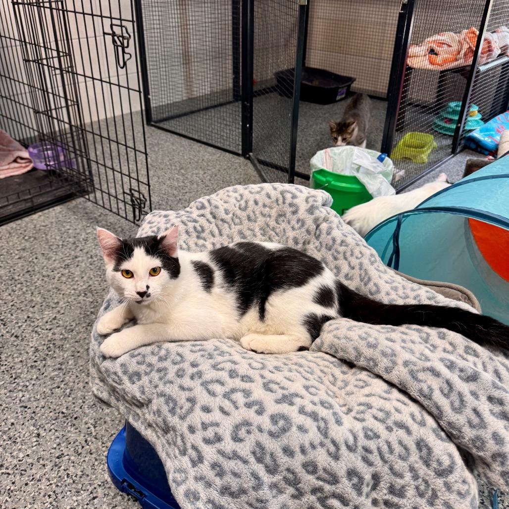 Enlarge Spicy Nacho, a Adoptable Domestic Medium Hair in Mondovi, WI image 4/4
