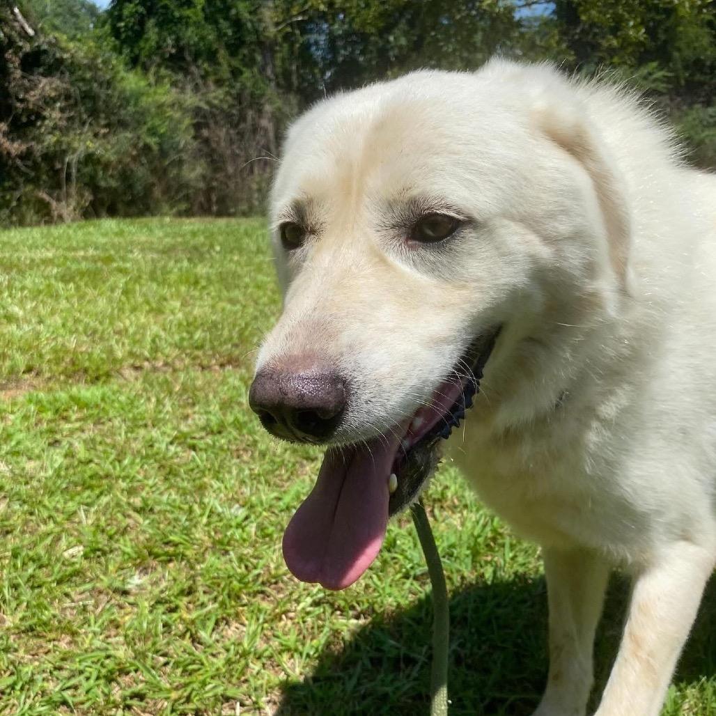 Marshmallow thumbnail 3