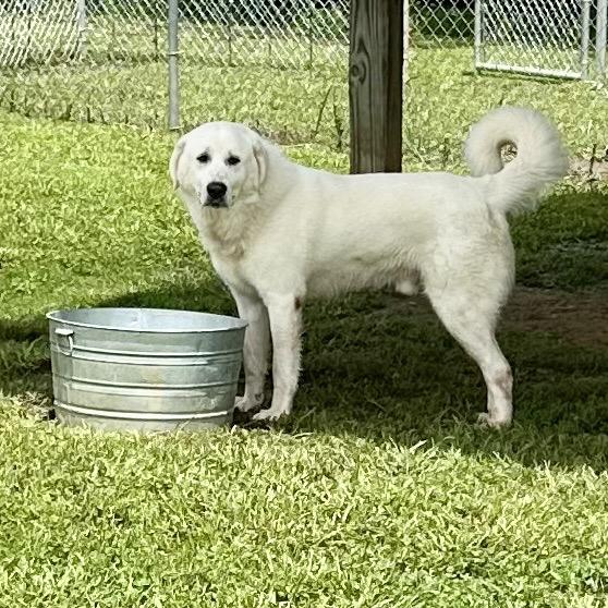 Marshmallow thumbnail 4