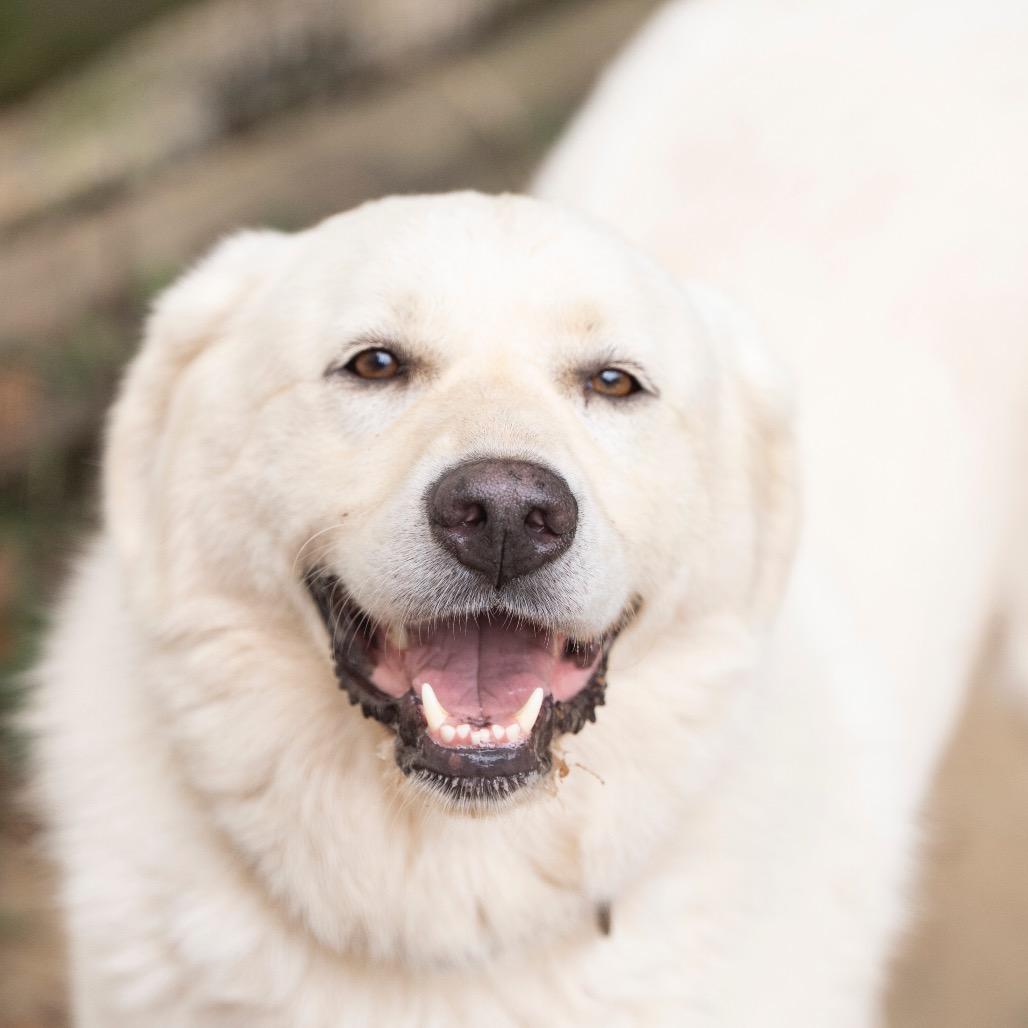 Marshmallow thumbnail 5