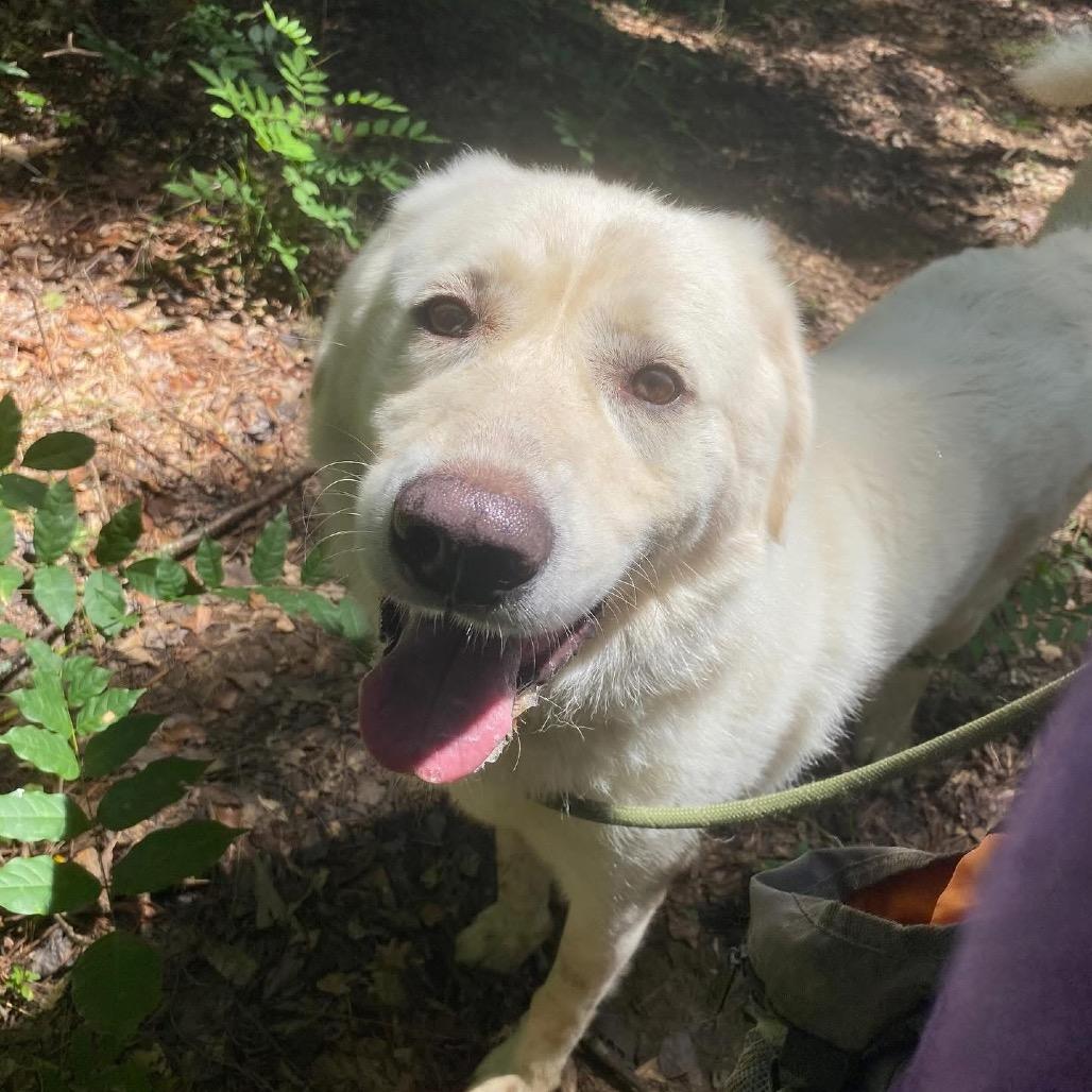 Marshmallow thumbnail 6