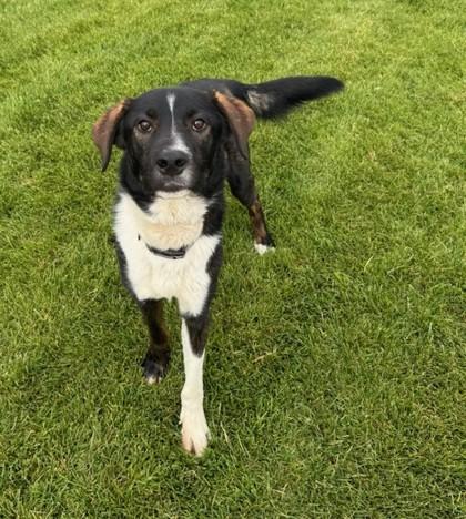 Scrappy-Doo, Adoptable, Adult Male Mixed Breed & Mixed Breed.