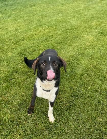 Enlarge Scrappy-Doo, a Adoptable mixed breed in Missoula, MT image 2/3