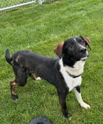 Enlarge Scrappy-Doo, a Adoptable mixed breed in Missoula, MT image 3/3
