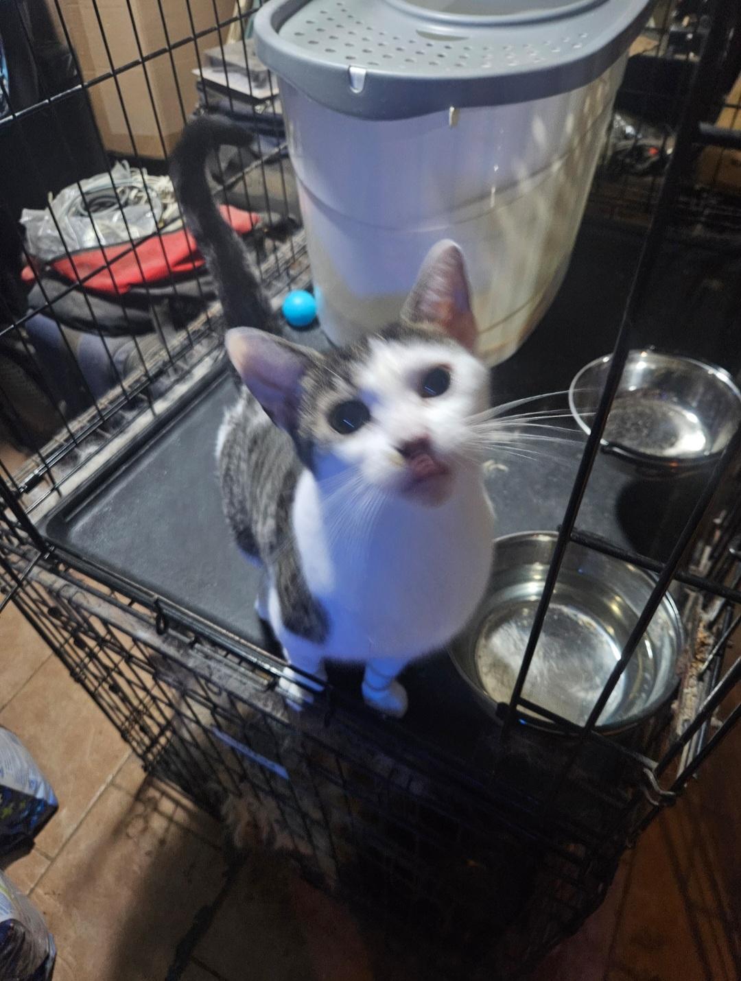 Donna, a Adoptable Domestic Short Hair in Brooklyn, NY image 1/4