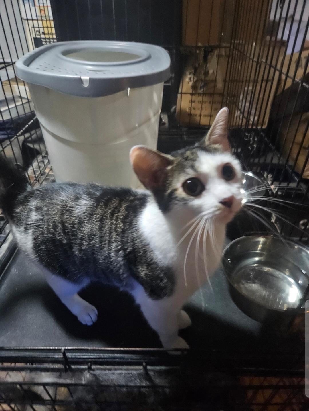 Donna, a Adoptable Domestic Short Hair in Brooklyn, NY image 2/4