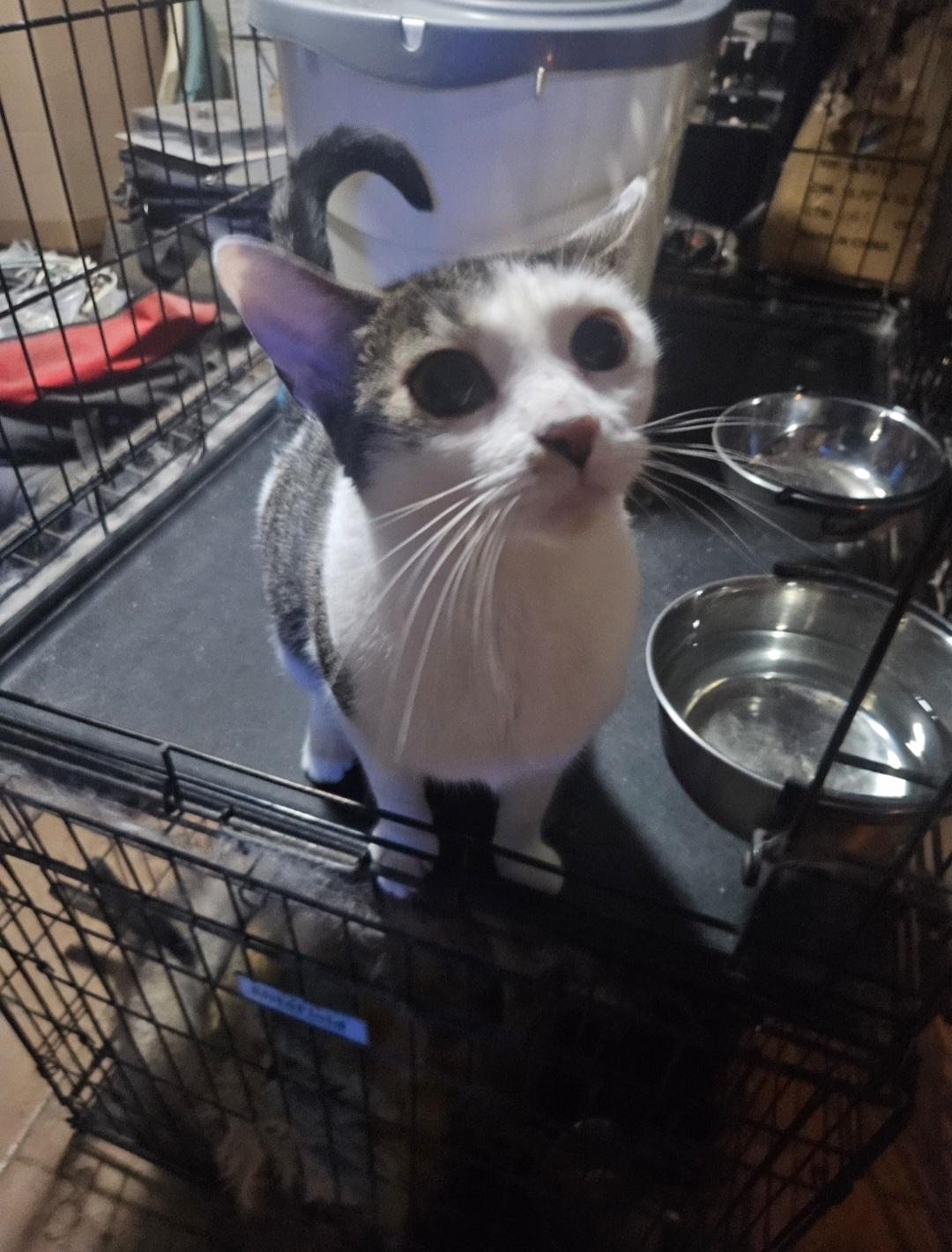 Donna, a Adoptable Domestic Short Hair in Brooklyn, NY image 3/4