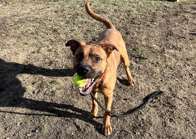 JAZZY, Adoptable, Young Female Black Mouth Cur & Mixed Breed.