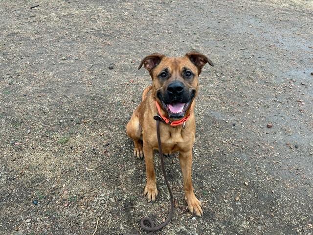 JAZZY, Adoptable, Young Female Black Mouth Cur & Mixed Breed.