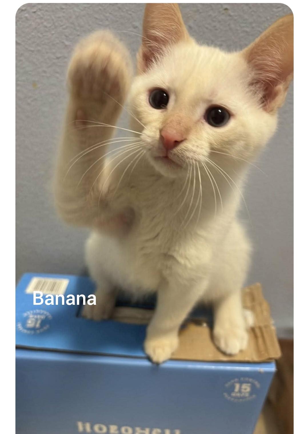 Banana (Orlando, Fl), an adopted mixed breed in Orlando, FL image 2/2