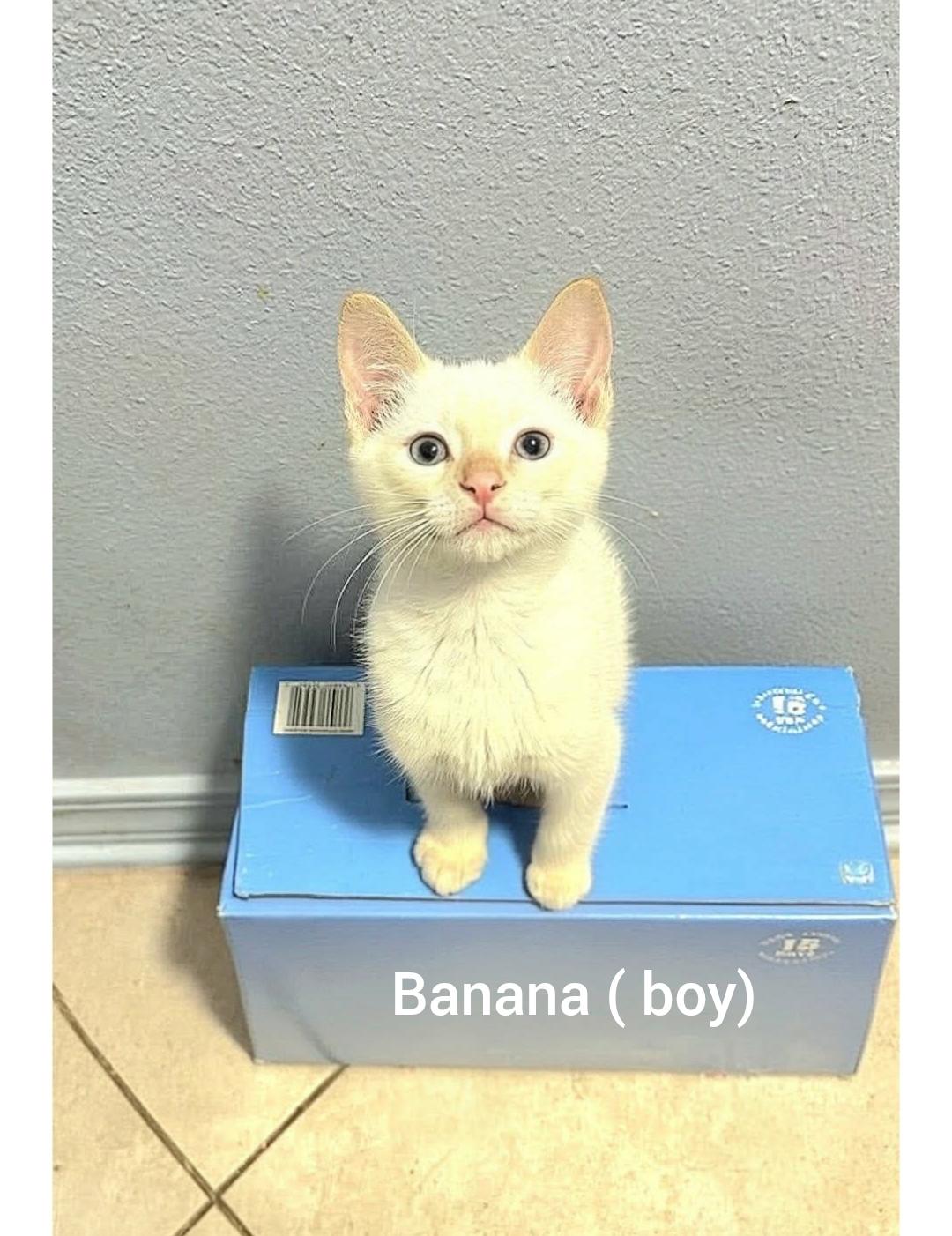 Banana (Orlando, Fl), adopted, Kitten Male American Shorthair.