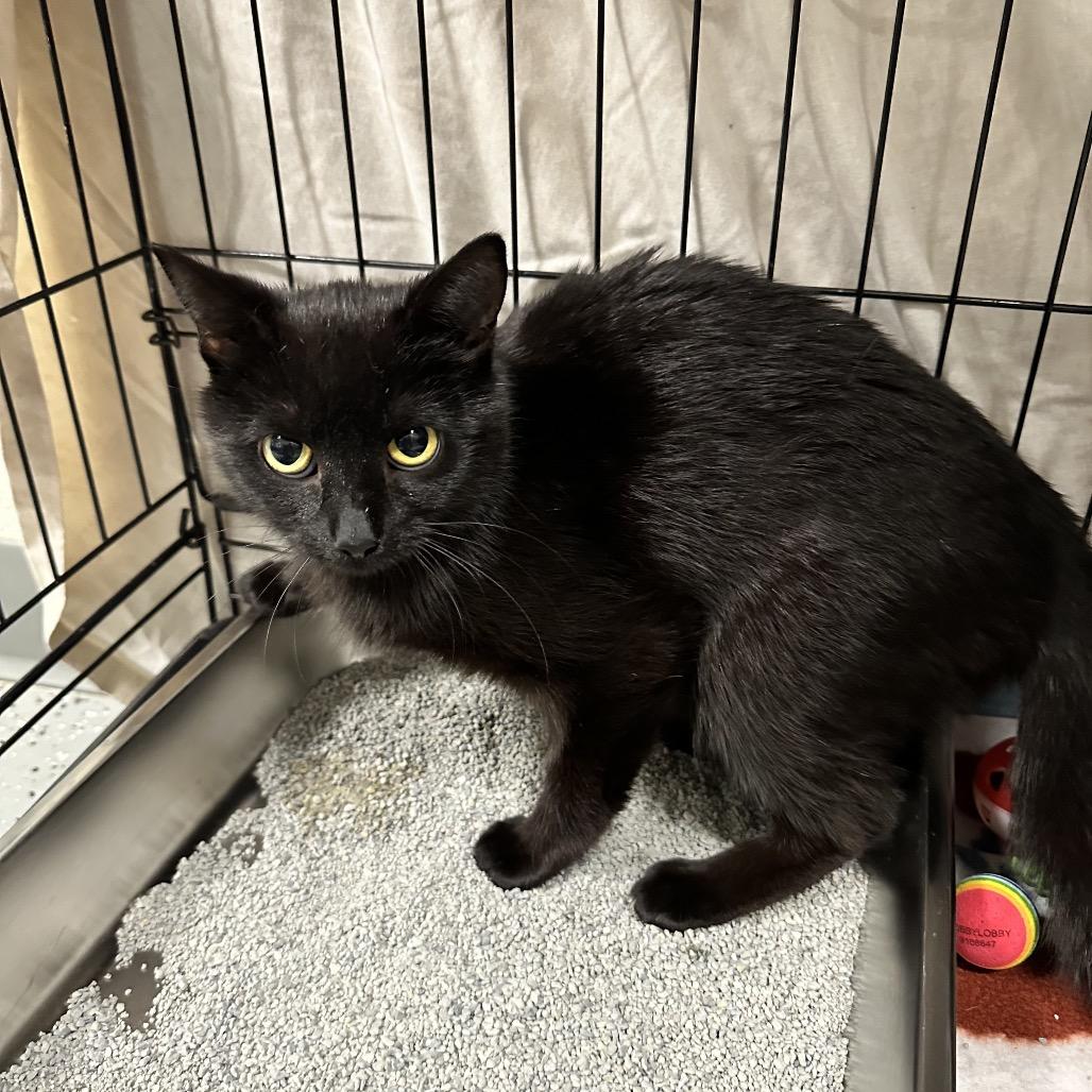 Enlarge Luna, a Adoptable mixed breed in Galax, VA image 1/1