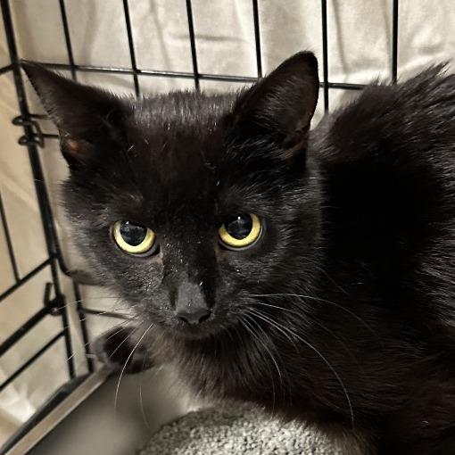 Luna, Adoptable, Adult Female Domestic Short Hair & Domestic Short Hair.