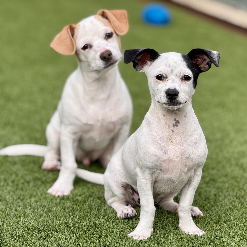 Enlarge Crystal - my mom is Icelyn and she is only 11 lbs., a Adoptable mixed breed in Austin, TX image 4/5
