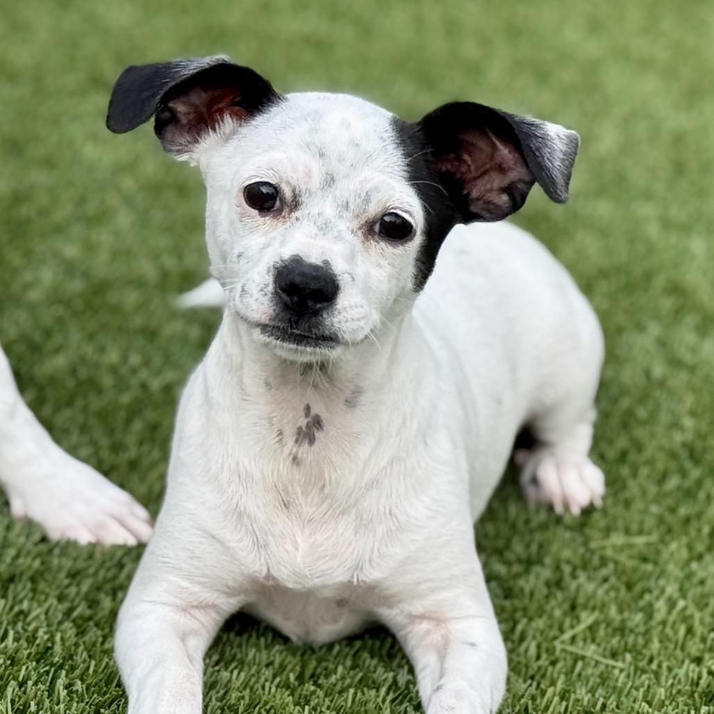 Enlarge Crystal - my mom is Icelyn and she is only 11 lbs., a Adoptable mixed breed in Austin, TX image 1/5