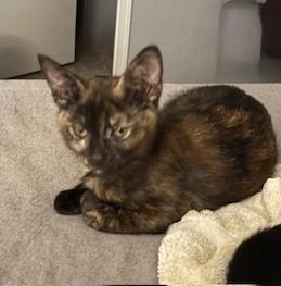 Pebbles, an adoptable Tortoiseshell, Domestic Short Hair in Pasco, WA, 99301 | Photo Image 3